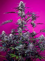 Studio 54 Stardust Auto Feminised Seeds