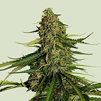 Gaia F1 Auto Feminised Seeds