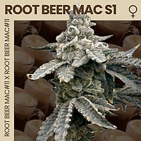 Root Beer Mac S1 Feminised Seeds