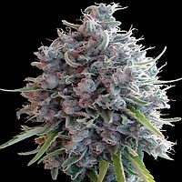 Killer A5 Haze Regular Seeds