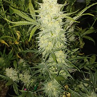 Bananacane Feminised Seeds
