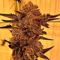 Black Cherry Flambe Feminised Seeds