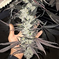 Cakes N Cream Feminised Seeds