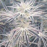 Deluxe Sugarcane Feminised Seeds