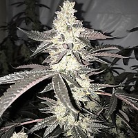 Dolato S1 Feminised Seeds
