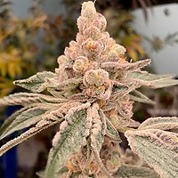 Dream Candy Feminised Seeds