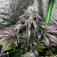 Garlic Storm Feminised Seeds