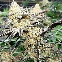 Platinum Scout V2 Feminised Seeds