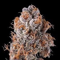 Platinum Valley Feminised Seeds