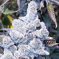 Slurricane #7 S1 Feminised Seeds