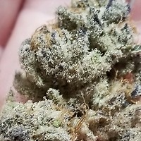 Tacky Glue Feminised Seeds