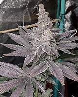 Swolfire Feminised Seeds