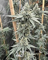 Sundae Supper Feminised Seeds