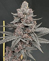 Sinferno Feminised Seeds