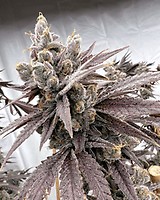 Shot Caller Feminised Seeds