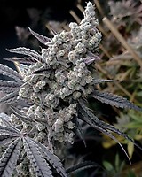 Pineapple Pucker Feminised Seeds