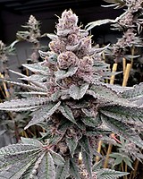 Miami Madness Feminised Seeds