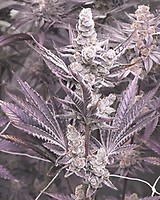 Lil Sumpin Sumpin Feminised Seeds