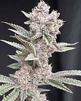 Funk in Da Trunk Feminised Seeds