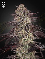 Biscotti Auto Feminised Seeds