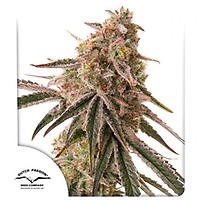 Frozen Biscotti Feminised Seeds