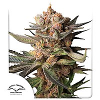 Frozen Biscotti Auto Feminised Seeds