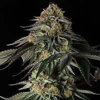 Rainbow Gas Feminised Seeds
