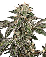 Runtz Auto Feminised Seeds