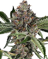 Papaya Jealousy Feminised Seeds