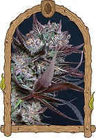 Black Lemon Feminised Seeds