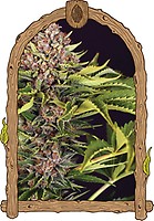 ZZZ Auto Feminised Seeds