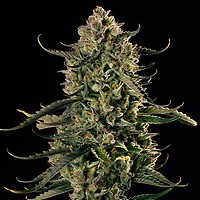 Mac Dawg XXL Auto Feminised Seeds