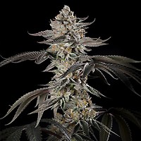 Cherry Essence Feminised Seeds