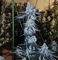 All The Sauces R1 Feminised Seeds
