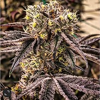 M.C. Nuggets R1 Feminised Seeds