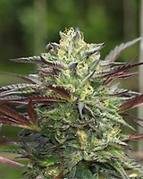 G.S. Cookies Auto Feminised Seeds
