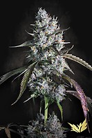 Red Velvet Auto Feminised Seeds