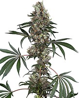 Chemberries Feminised Seeds