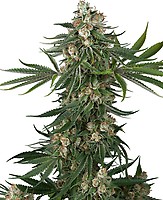 Fallout OG Feminised Seeds
