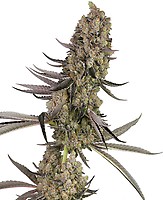 Vlad The Inhaler Feminised Seeds