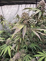 Biscotti Gelato Feminised Seeds