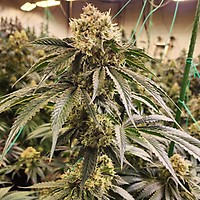 Dirty Banana Gen 1 Fast Feminised Seeds