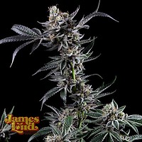 Kuru Kashi (Ltd. Release) Feminised Seeds