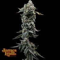 Heavy Z Feminised Seeds