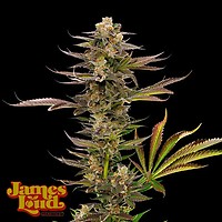 Guavalato Auto Feminised Seeds