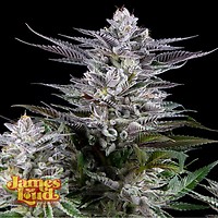 Gee Zee Feminised Seeds