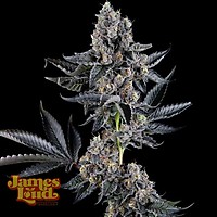 Everglazed (Ltd. Release) Feminised Seeds