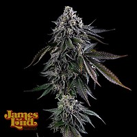 Dripz Feminised Seeds
