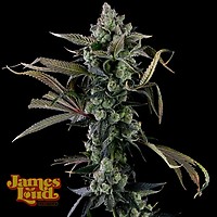 Candy Island Feminised Seeds