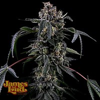 Black Radler Feminised Seeds